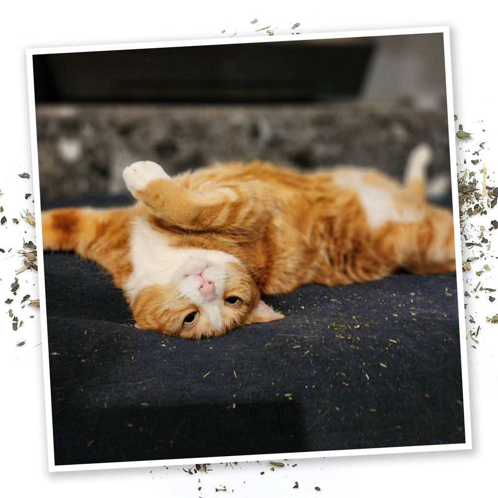 Meowijuana Mice Dreams - Catnip, Passion Flower, & Lavender