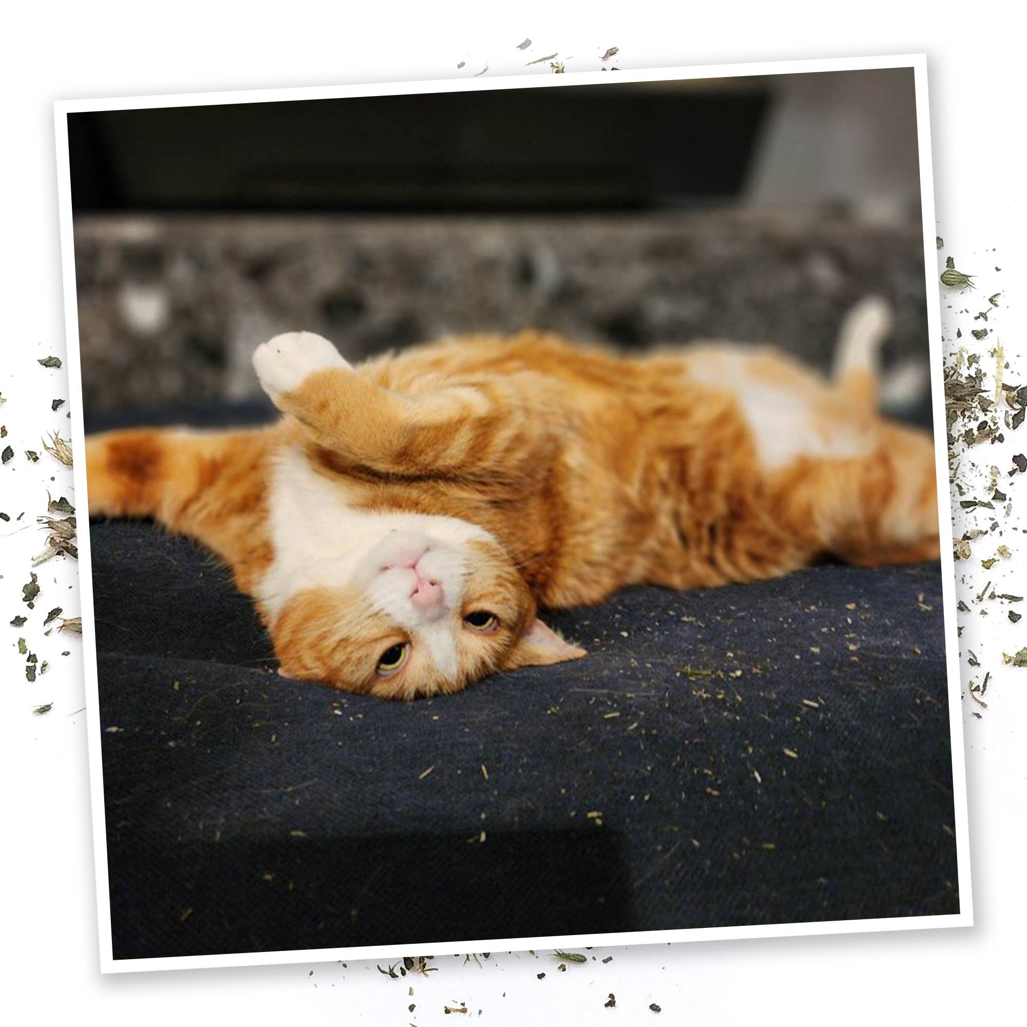 Meowijuana Mice Dreams - Catnip, Passion Flower, & Lavender