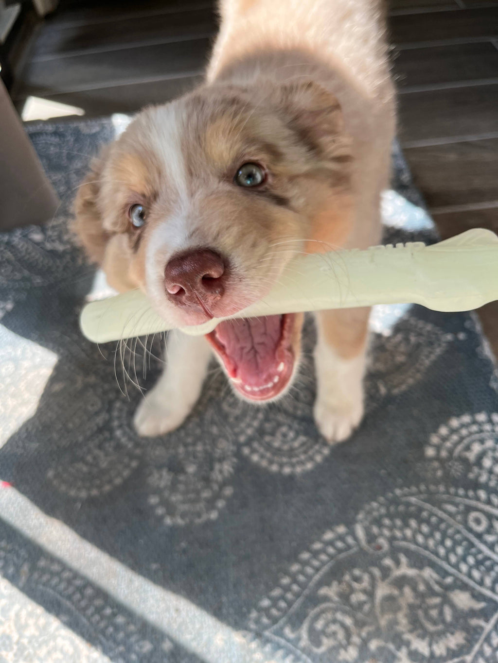 Fetch & Glow Stick