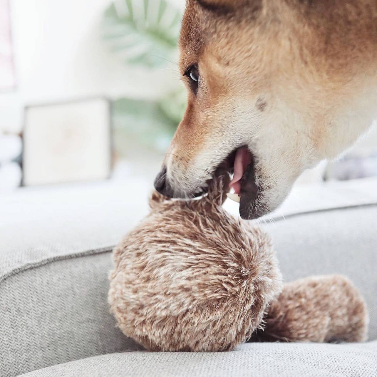 SQUIRREL POP // ENRICHMENT DOG TOY // Squeaky Ball: M