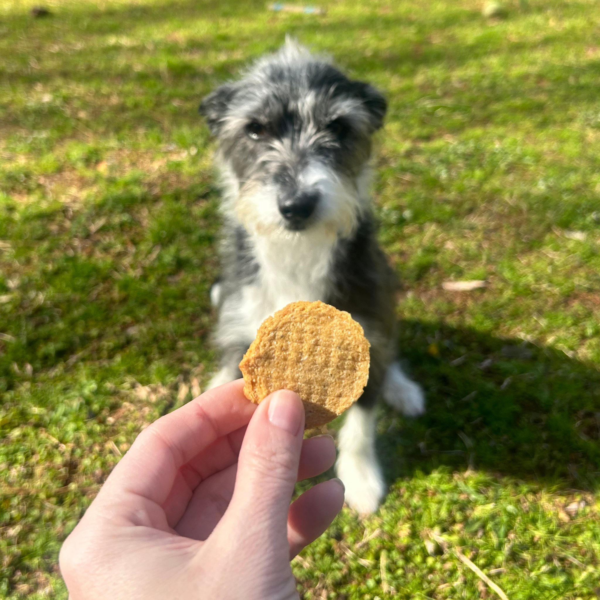 Fish Chips Dog Treats: 12oz
