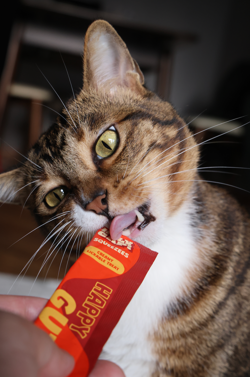 HOLY CAP Squeezees (CAT) Happy Gut Lickable Treats, 5pc