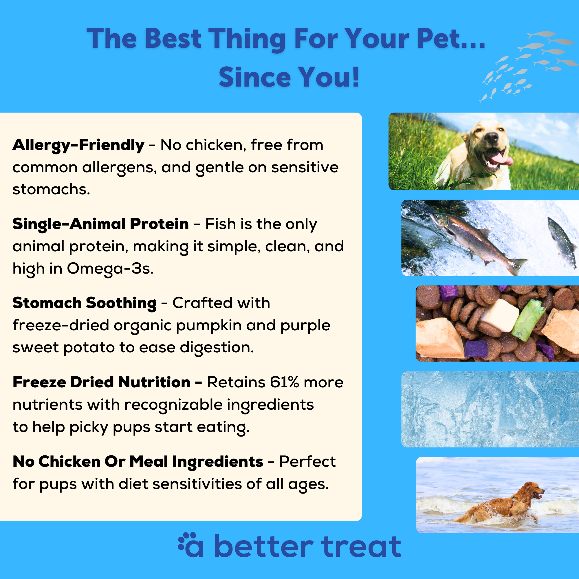 A Better Dog Food - Allergy Friendly Ocean Blend - | No Chicken, Only Fish Animal Protein, No Meal Ingredients, Grain Free | Raw You Can See: 3 lbs