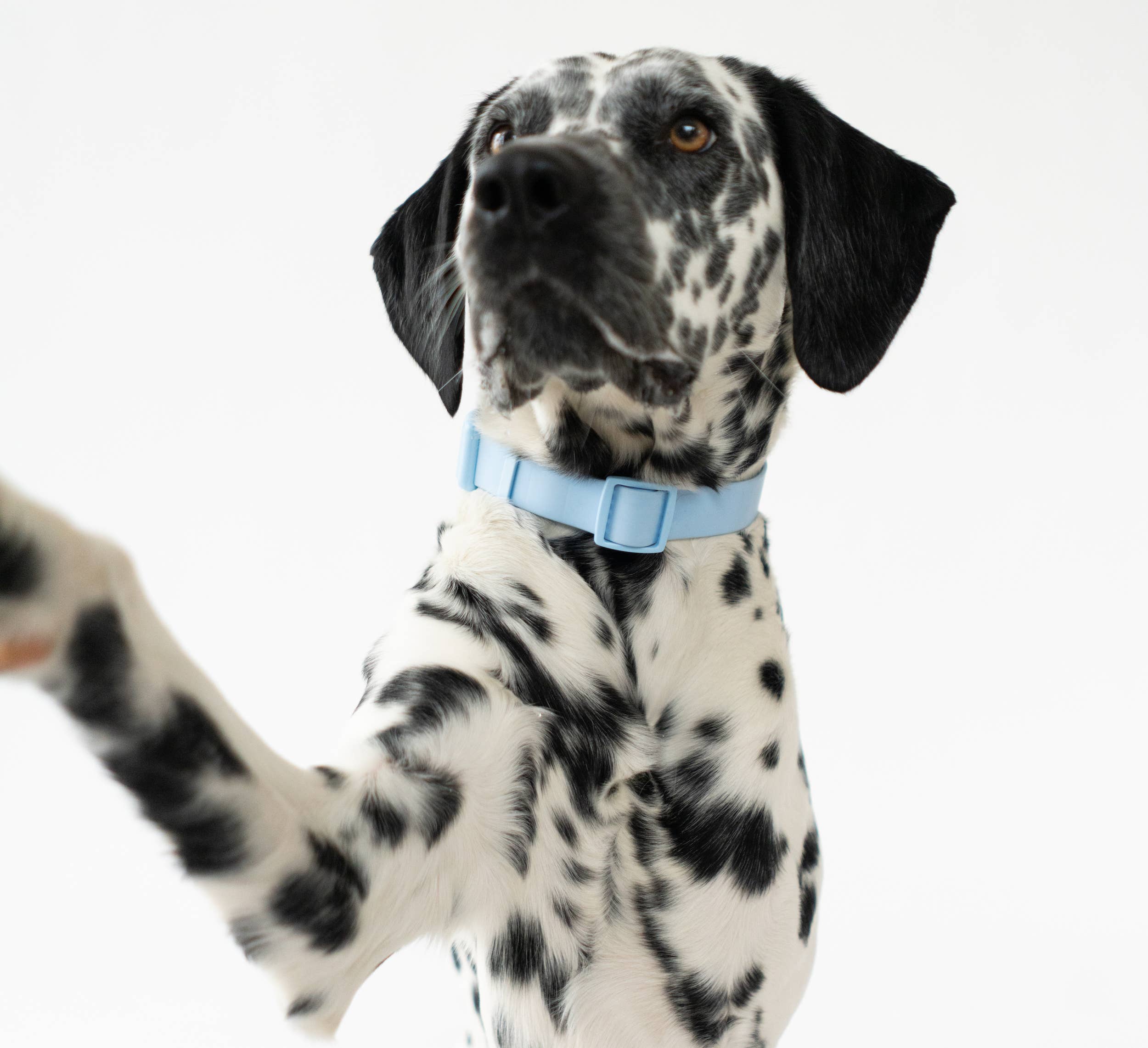 Dog Collar - All-Weather, Adjustable (Large)