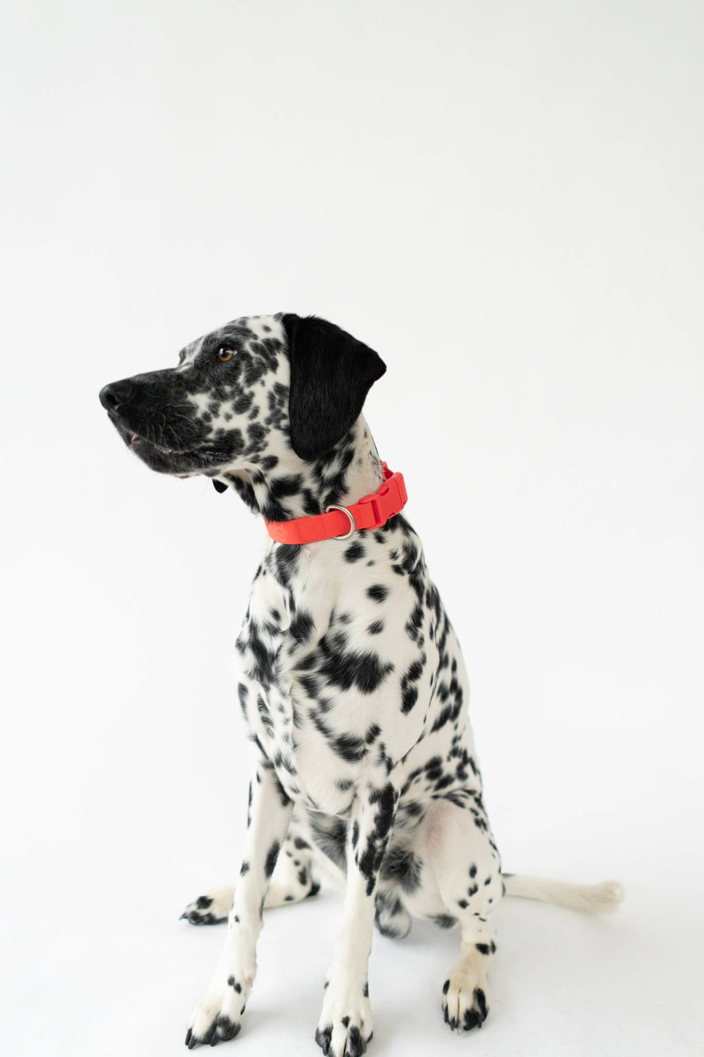Dog Collar - All-Weather, Adjustable (Small)