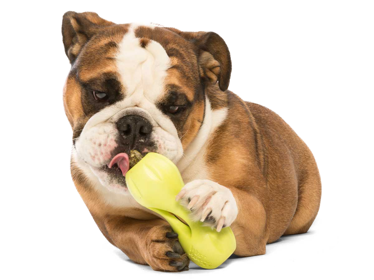 Qwizl® Dog Puzzle Treat-Dispensing Enrichment Toy: Granny Smith / L