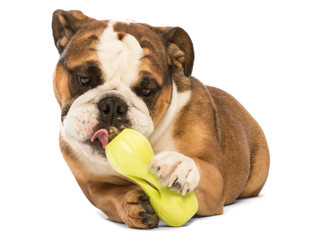 Qwizl® Dog Puzzle Treat-Dispensing Enrichment Toy: Aqua Blue / L