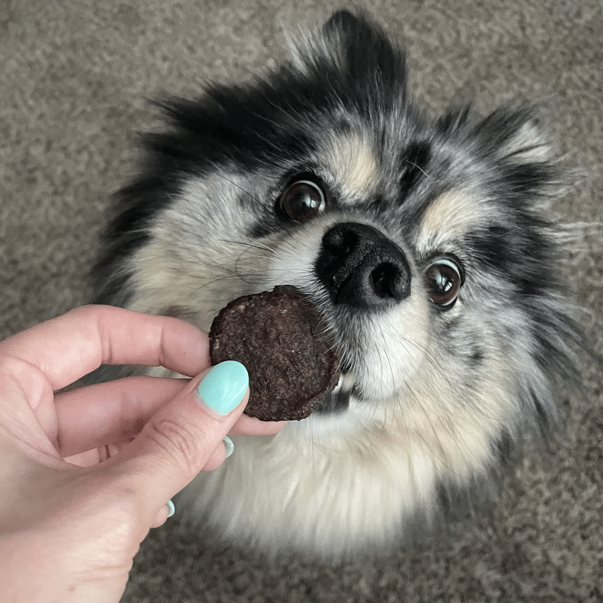 Beef Chips Dog Treats: 12oz