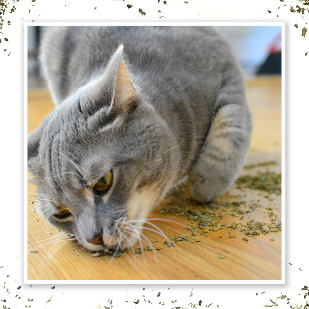 Meowijuana Purrple Passion - Catnip and Silvervine Blend