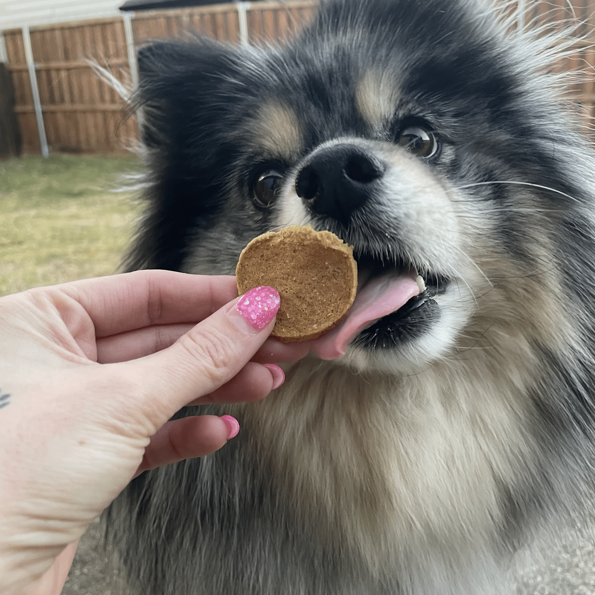 Fish Chips Dog Treats: 12oz