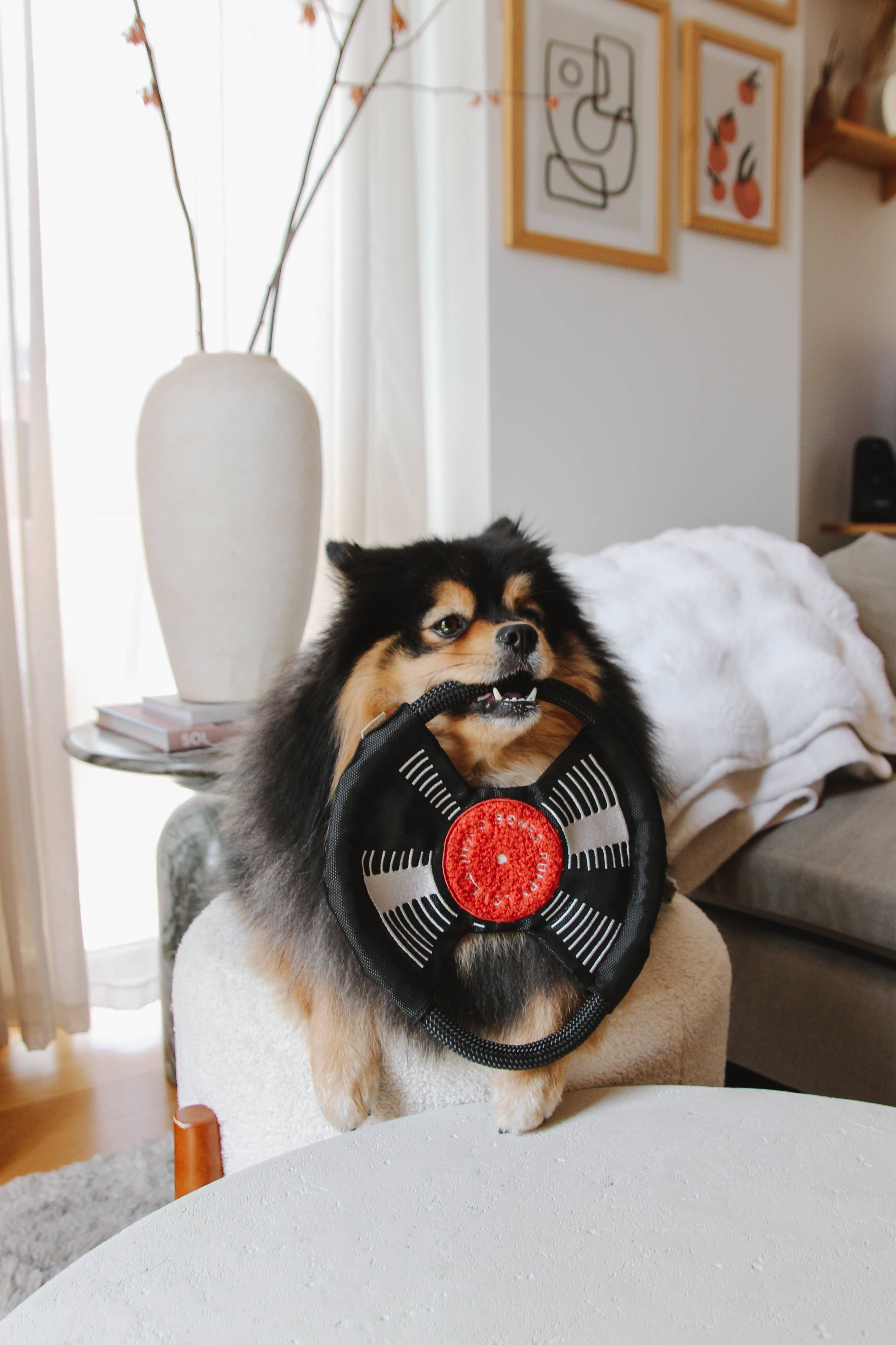 BARK TO BEAT // ENRICHMENT DOG TOY // TUG + SNUFFLE + FETCH
