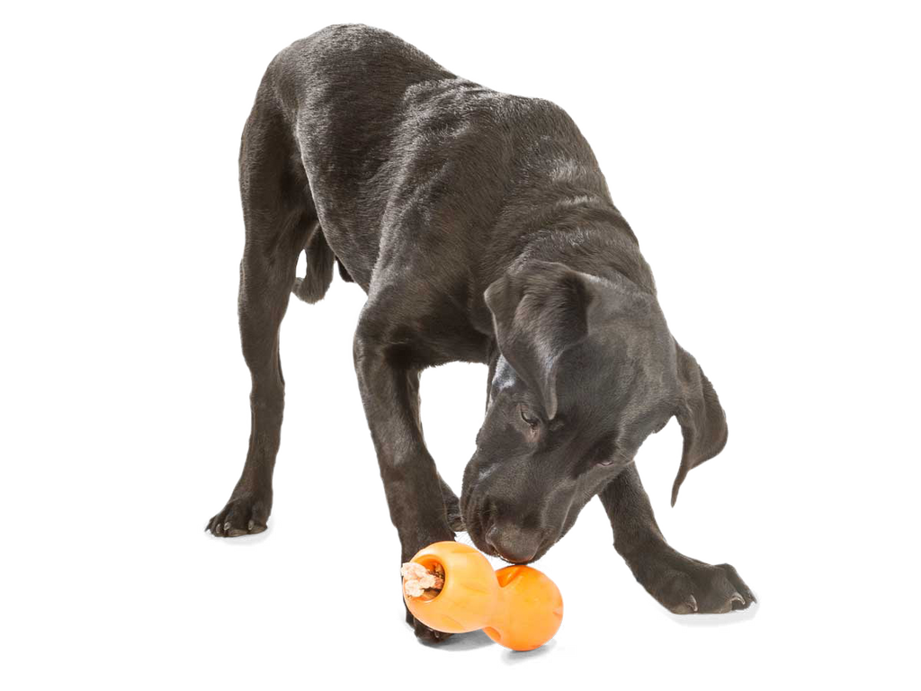 Qwizl® Dog Puzzle Treat-Dispensing Enrichment Toy: Tangerine / S