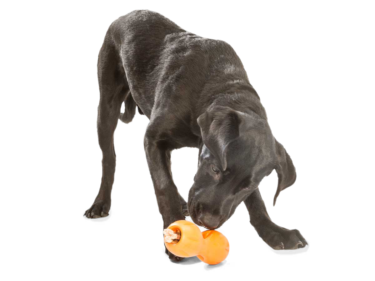 Qwizl® Dog Puzzle Treat-Dispensing Enrichment Toy: Tangerine / S