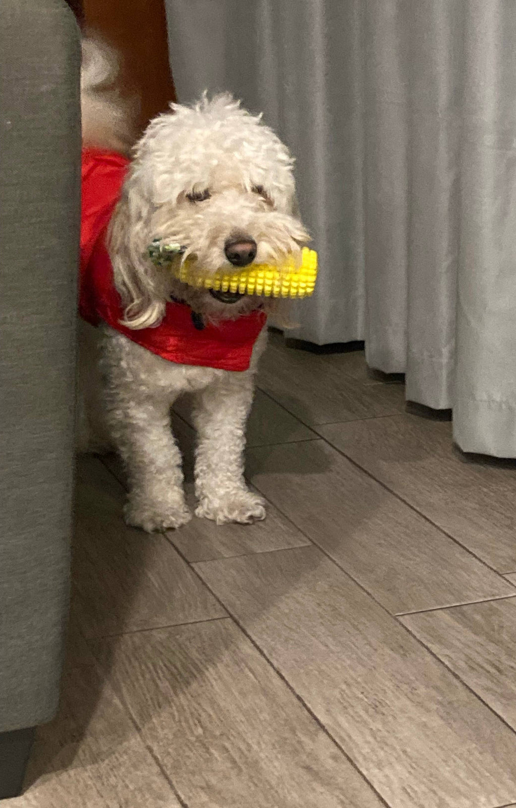 Corn-Shaped Dental Chew Toy