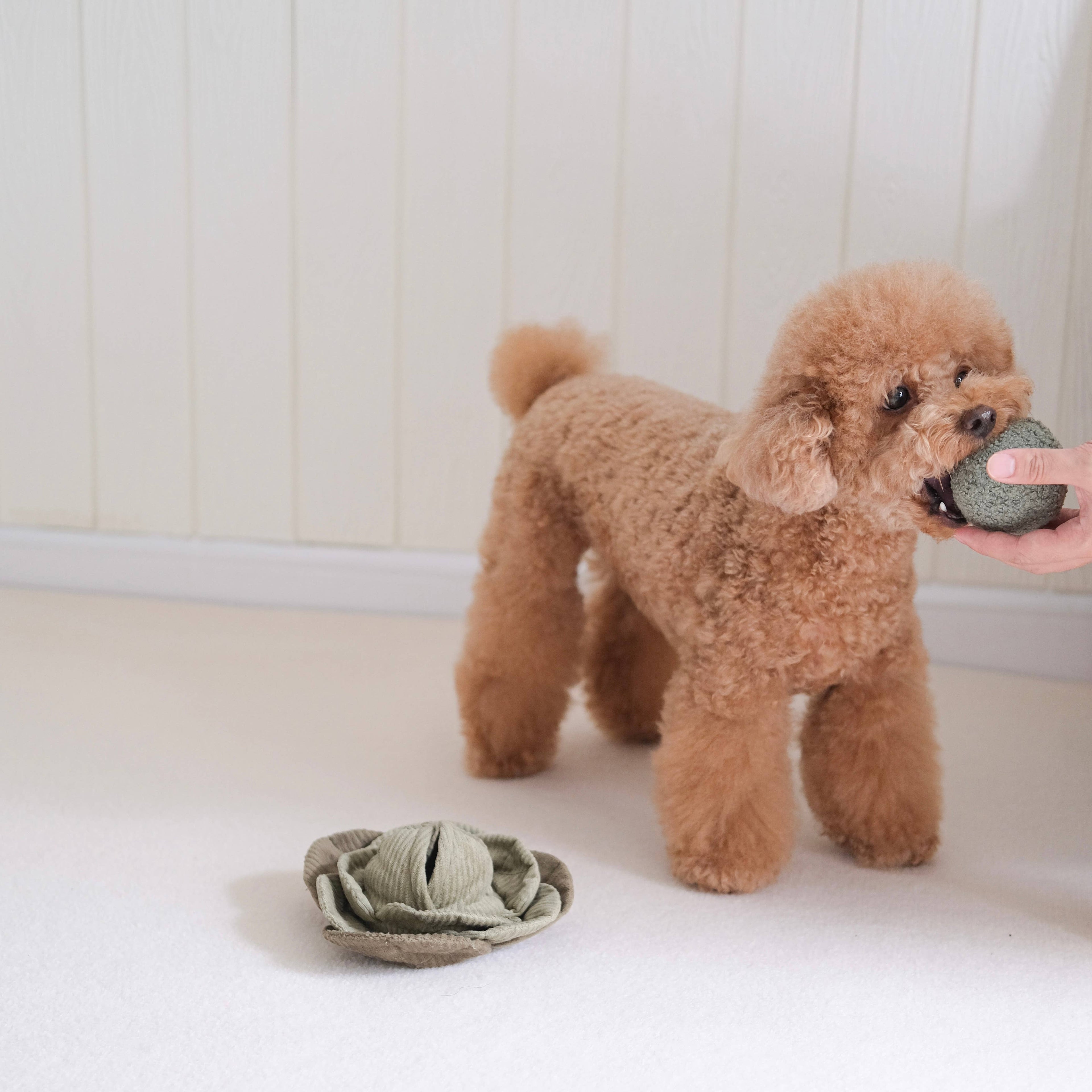 CABBAGE POP // ENRICHMENT DOG TOY // Squeaky + Snuffle Ball: Green / Large