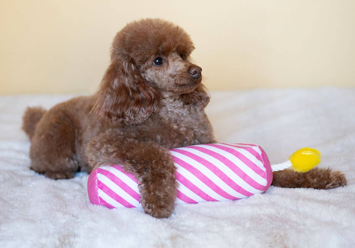 ThoozyPet Birthday Candle Pink Plush Dog Toy with Rope 16"