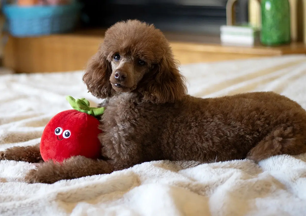 Tomato Plush Dog Toy 5.5"