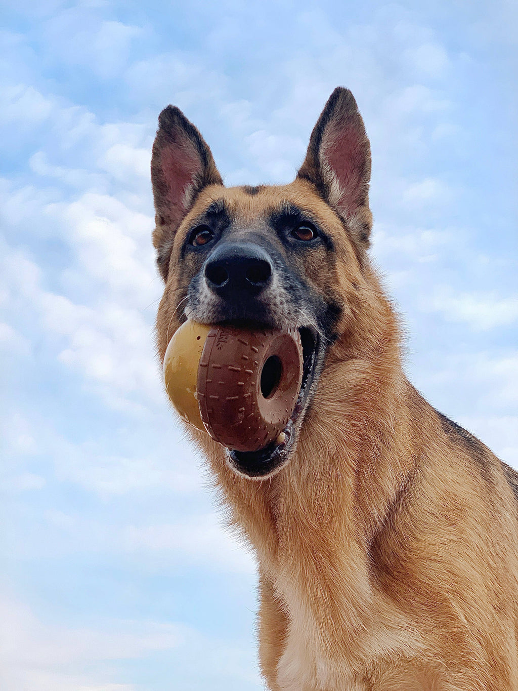 Super Chewer Acornucopia Dog Toy Large