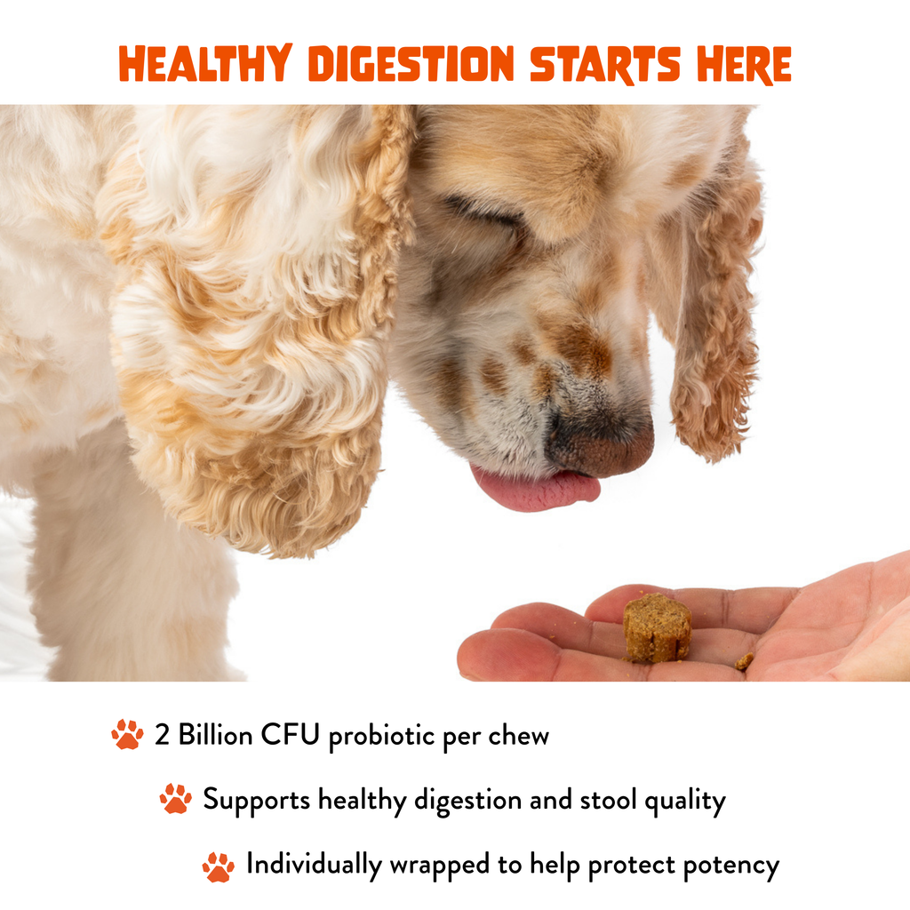 Probiotic+ Soft Chews for Dogs - Digestive Support, Gut Health: 30 Chews