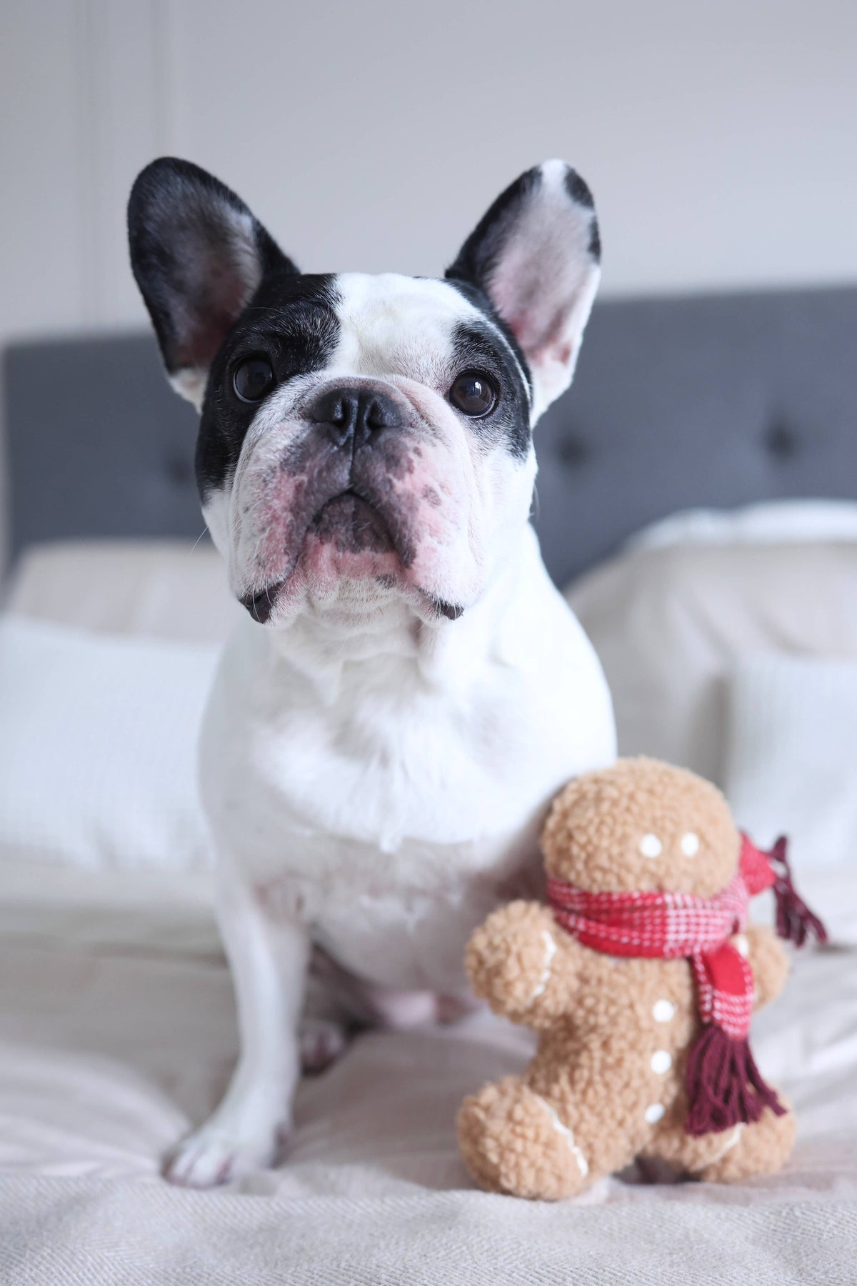 MISTER GINGERBREAD// Holiday Toy// Enrichment Dog Toy