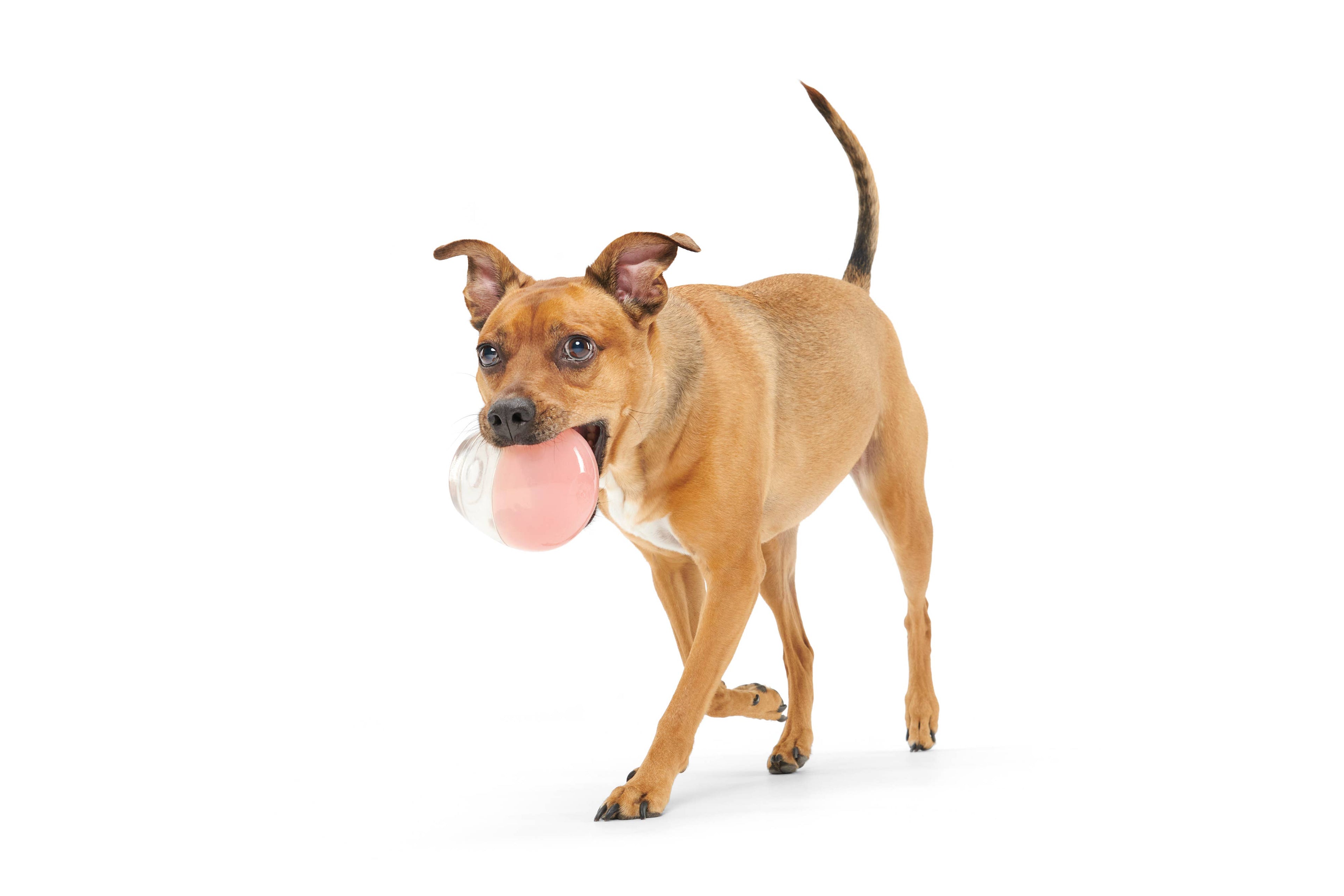 Super Chewer Tipsy Rosé Rubber Wine Dog Toy