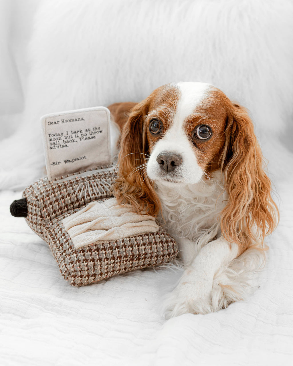 TYPEWRITER//ENRICHMENT DOG TOY