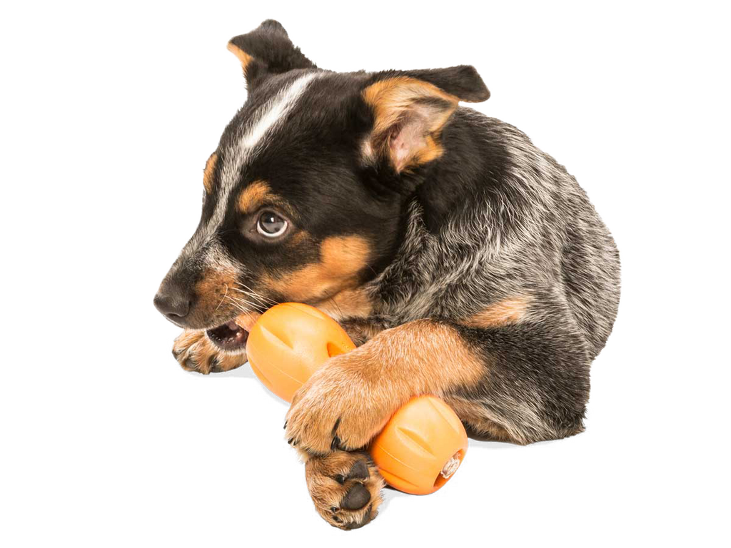 Qwizl® Dog Puzzle Treat-Dispensing Enrichment Toy: Aqua Blue / L