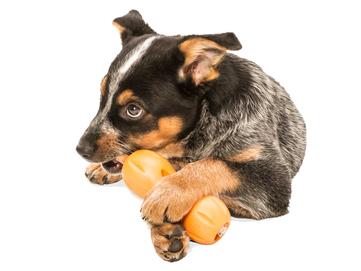Qwizl® Dog Puzzle Treat-Dispensing Enrichment Toy: Aqua Blue / L