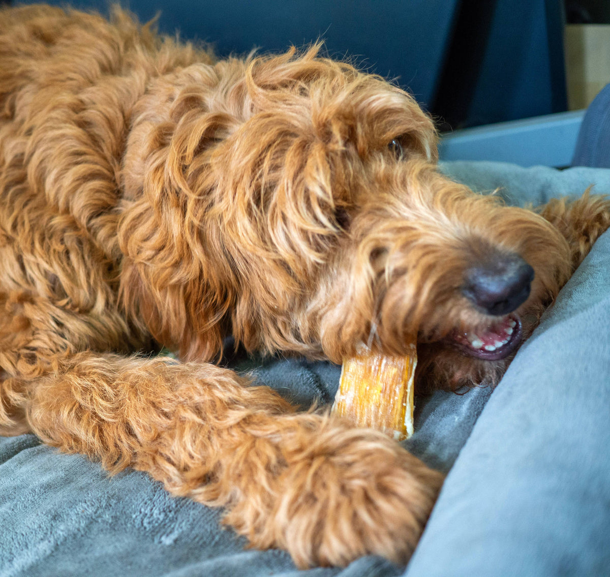 ThoozyPet USA-Sourced Beef Backstrap Dog Chews 4-6"