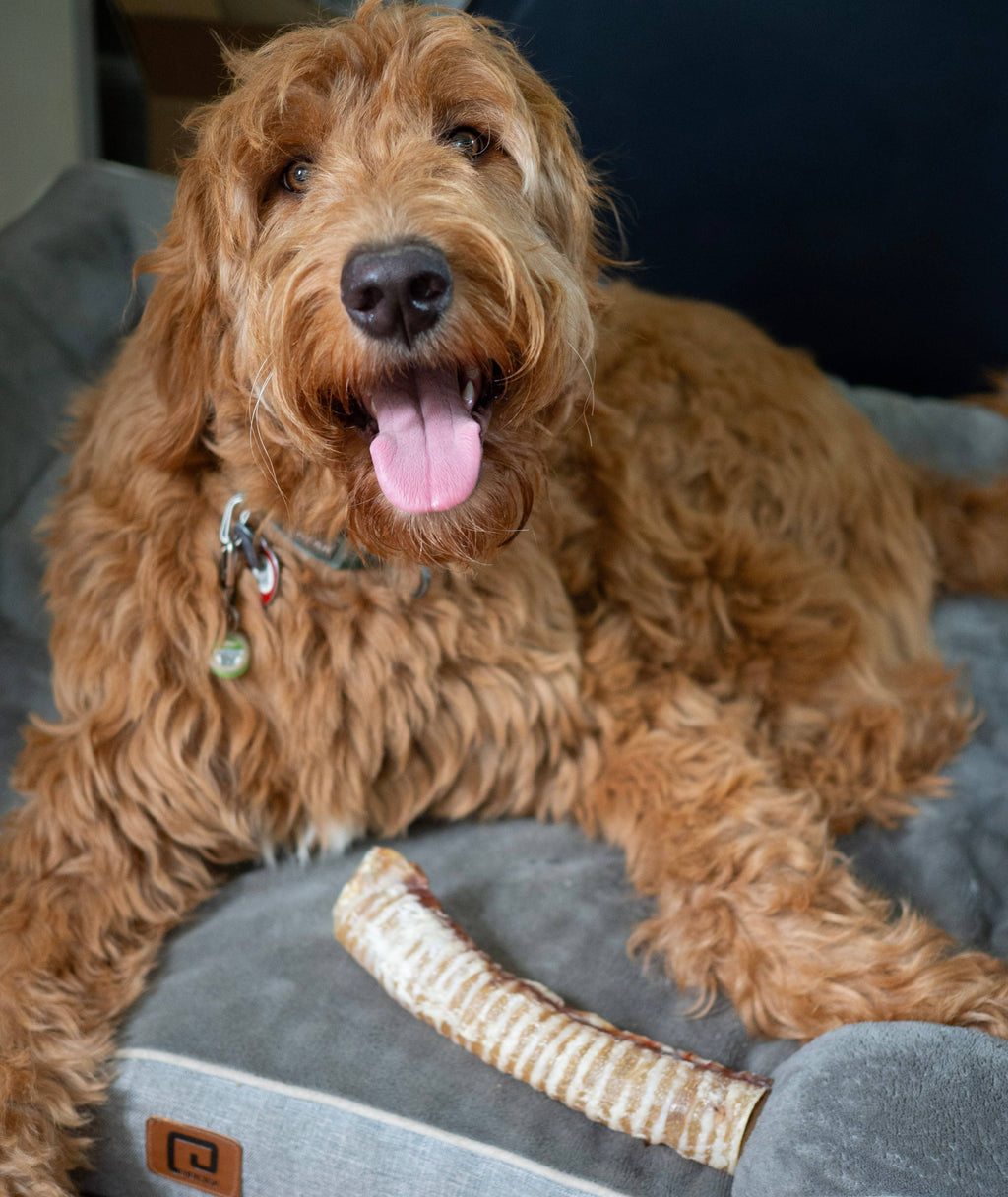 ThoozyPet USA-Sourced Beef Trachea Dog Chews 9-11"