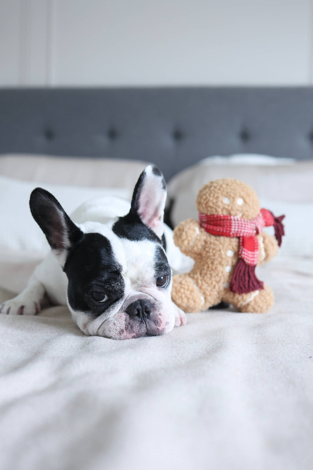 MISTER GINGERBREAD// Holiday Toy// Enrichment Dog Toy