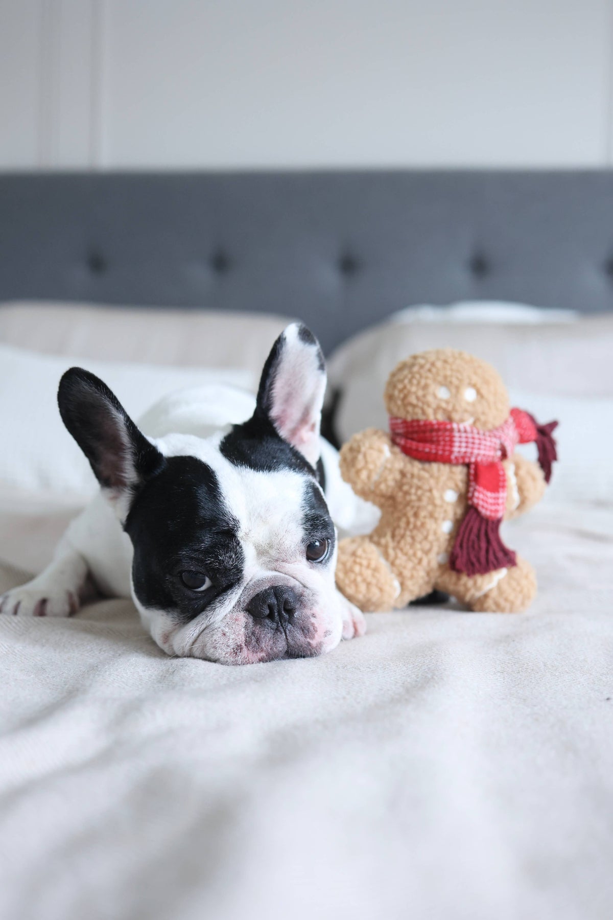 MISTER GINGERBREAD// Holiday Toy// Enrichment Dog Toy