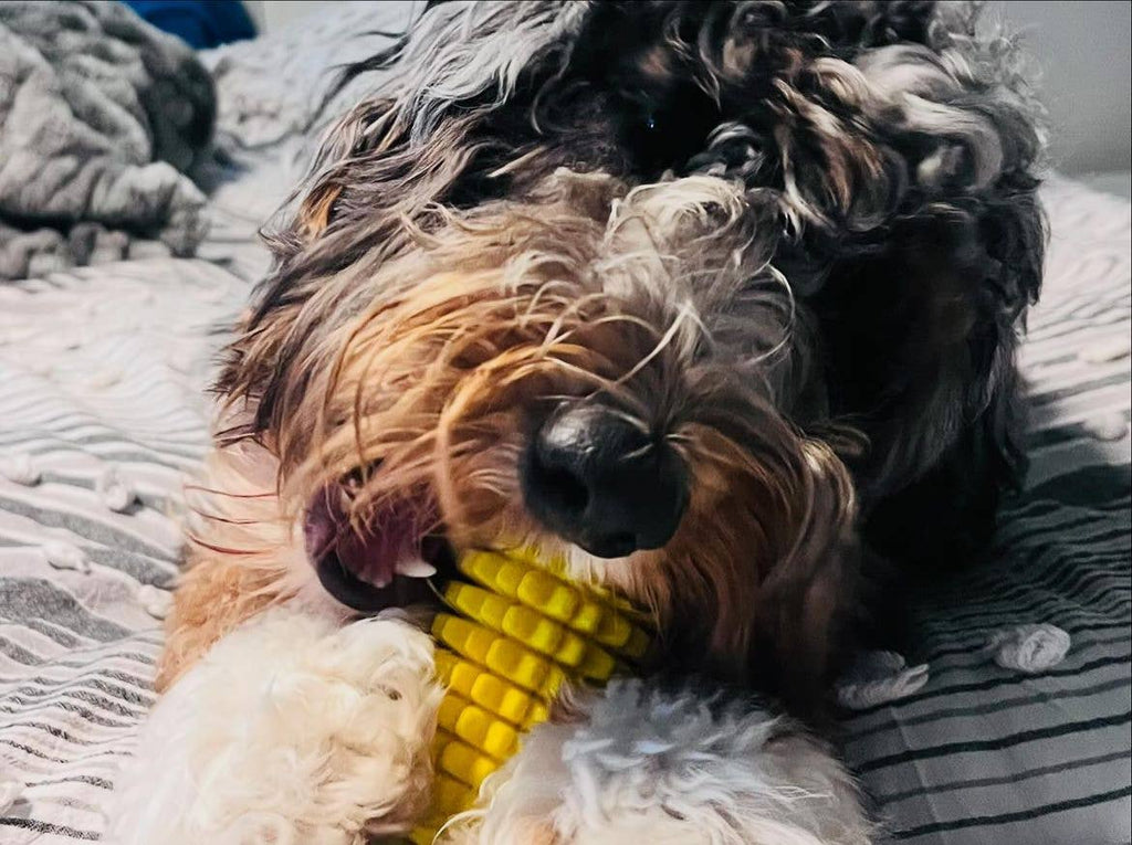 Corn-Shaped Dental Chew Toy