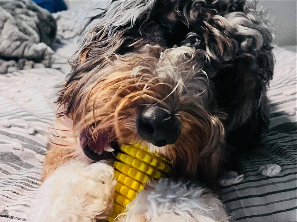 Corn-Shaped Dental Chew Toy