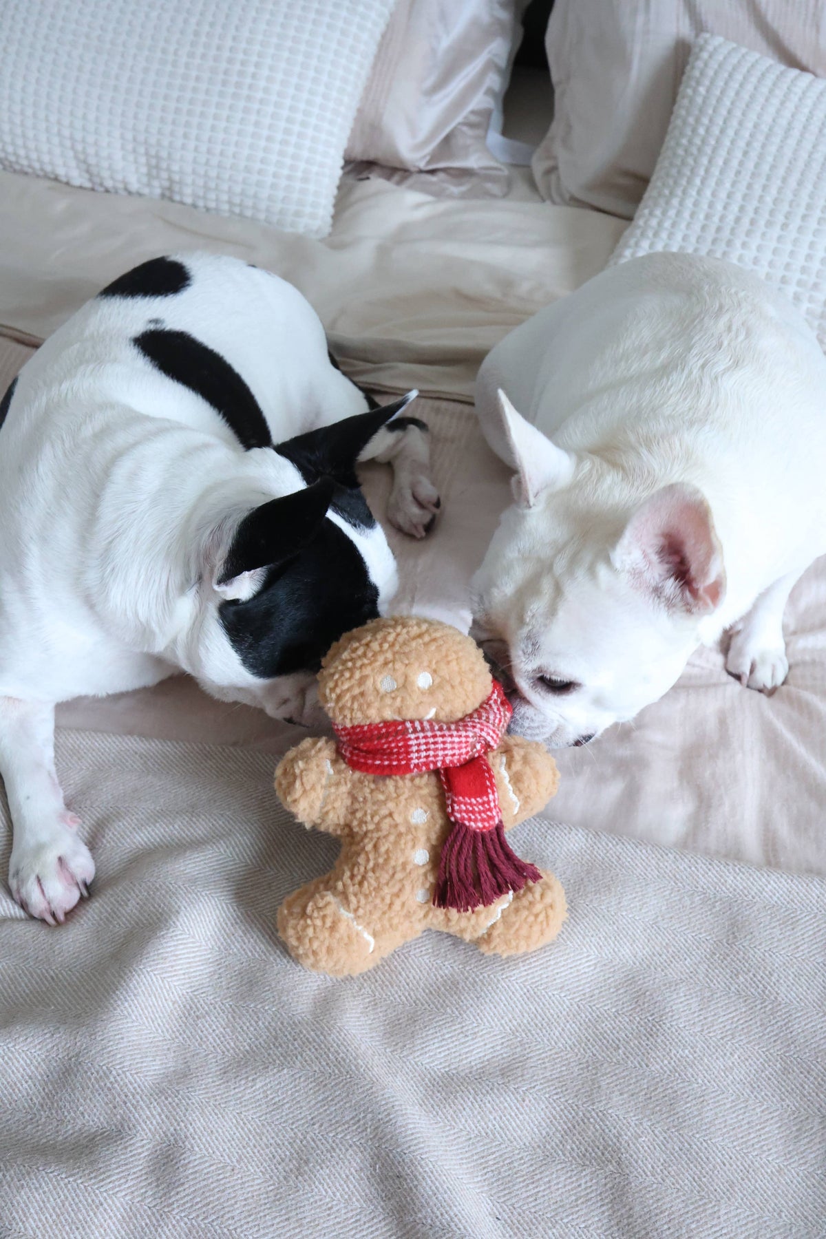 MISTER GINGERBREAD// Holiday Toy// Enrichment Dog Toy