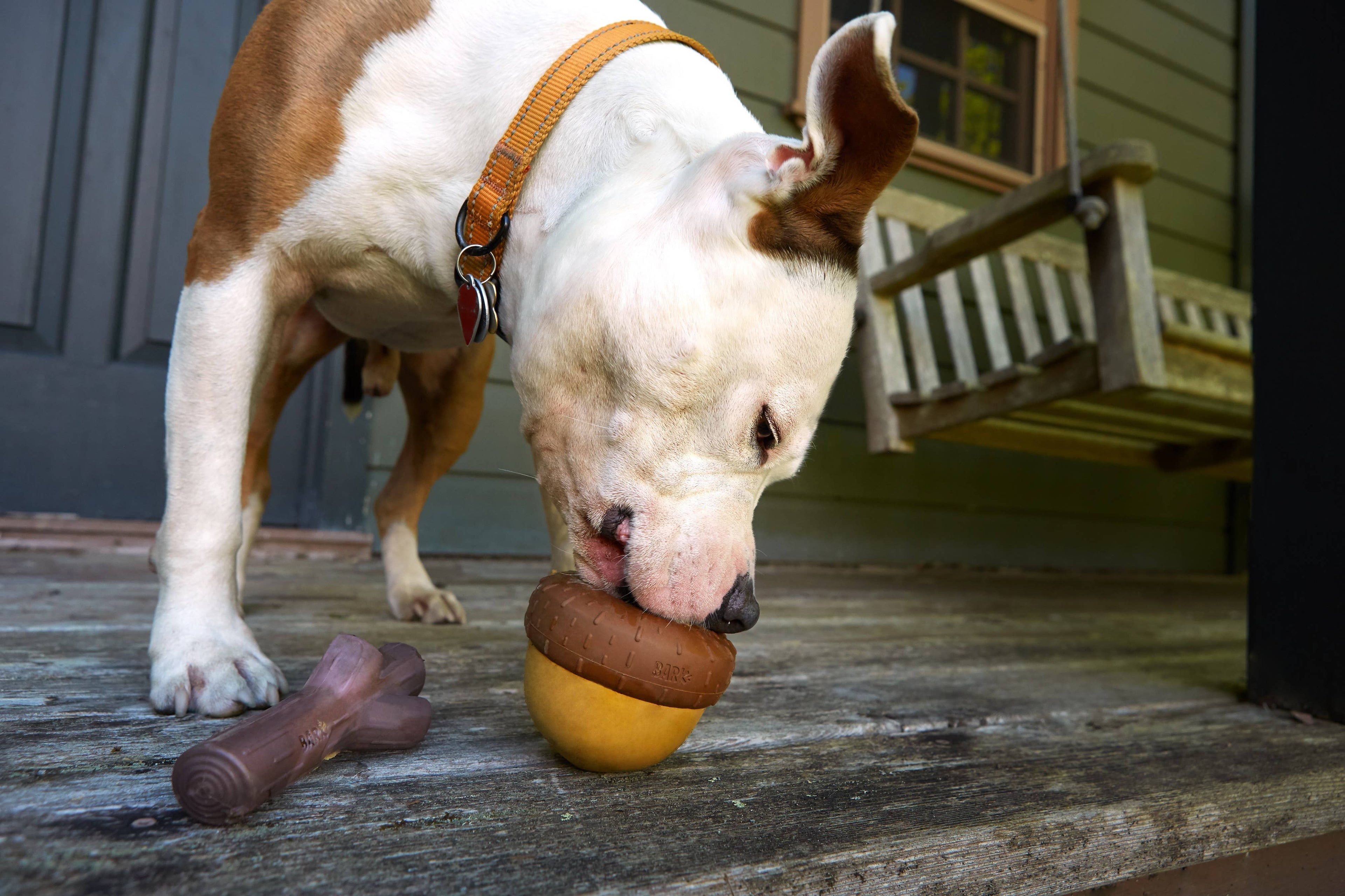 Super Chewer Acornucopia Dog Toy Large