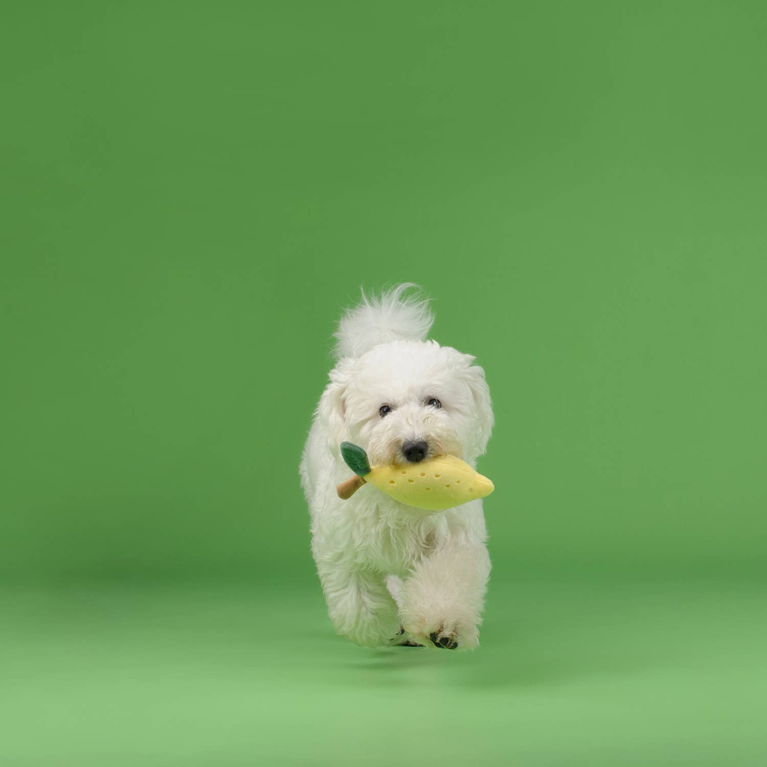 CHEWFFON Fruit Plush Squeaky Dog Toy – Strawberry, Lemon or Pear