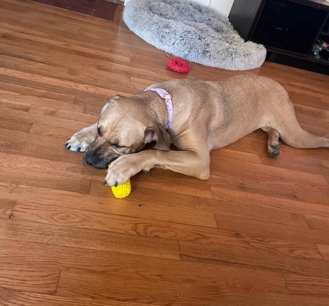 Corn-Shaped Dental Chew Toy