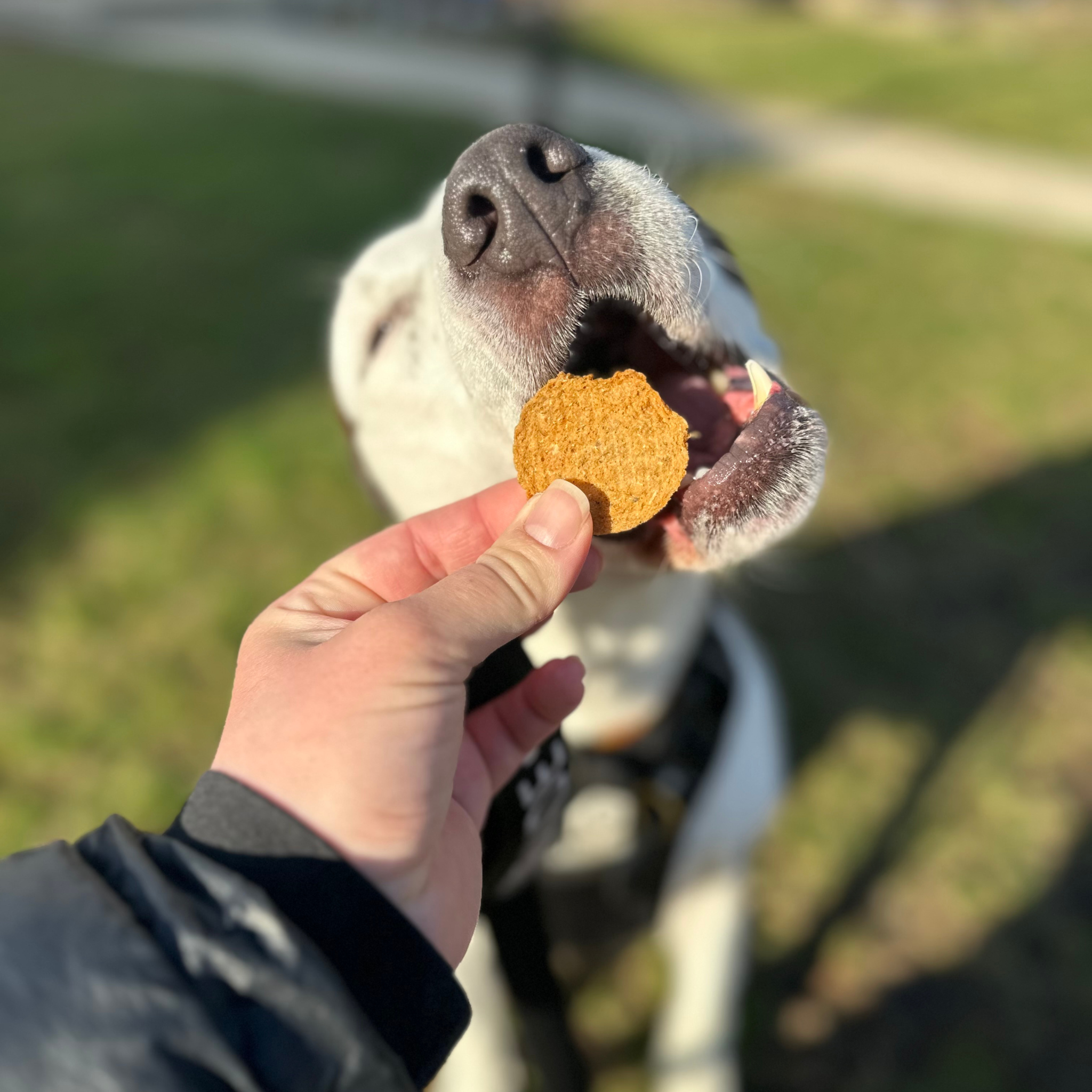 Fish Chips Dog Treats: 12oz