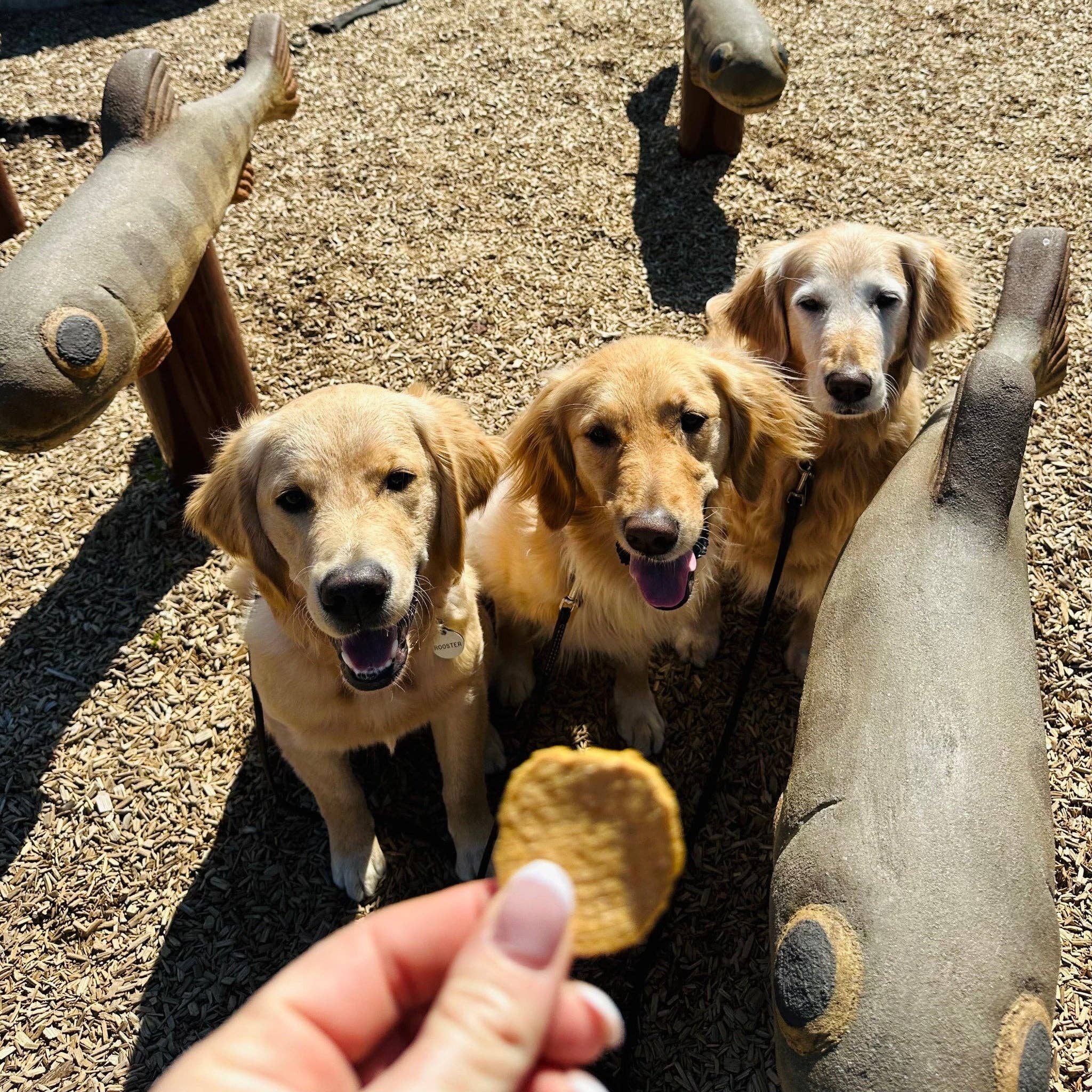 Fish Chips Dog Treats: 12oz