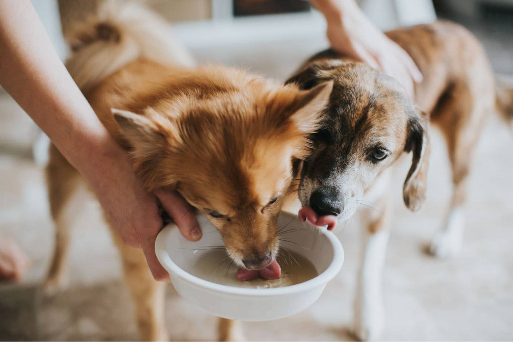 16oz Turkey Bone Broth