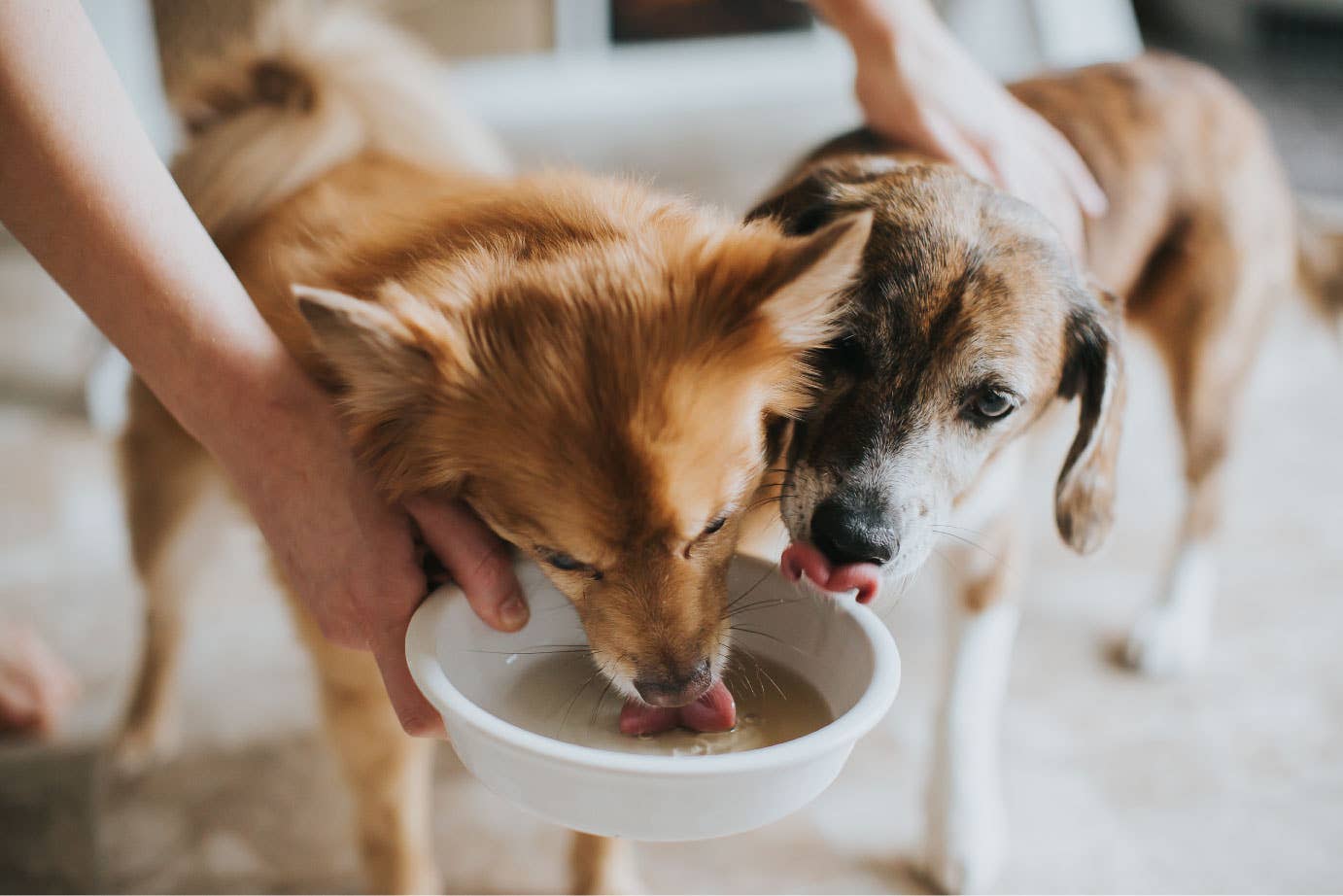 16oz Turkey Bone Broth