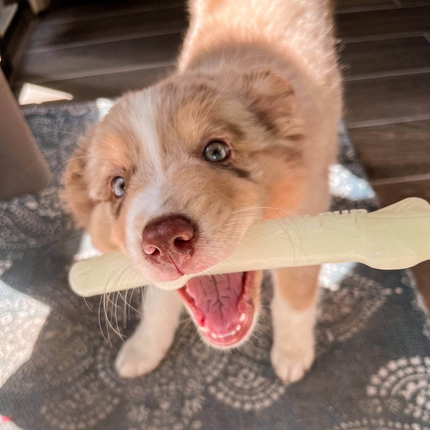 Fetch & Glow Stick