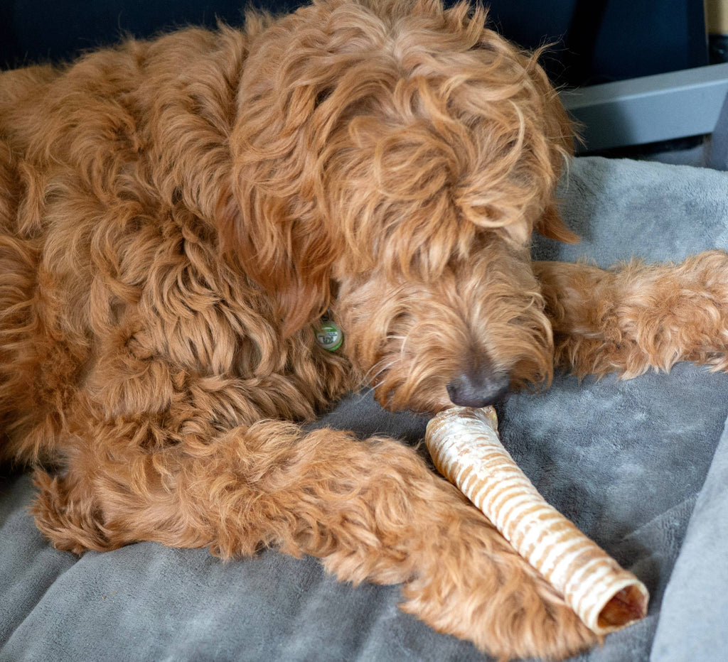 ThoozyPet USA-Sourced Beef Trachea Dog Chews 9-11"
