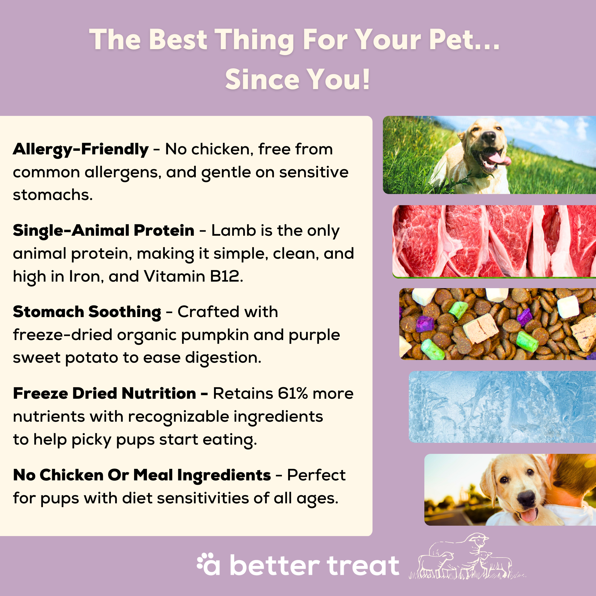 A Better Dog Food - Allergy Friendly Lamb | No Chicken, Only Lamb Animal Protein, No Meal Ingredients, Grain Free | Raw You Can See: 3 lbs