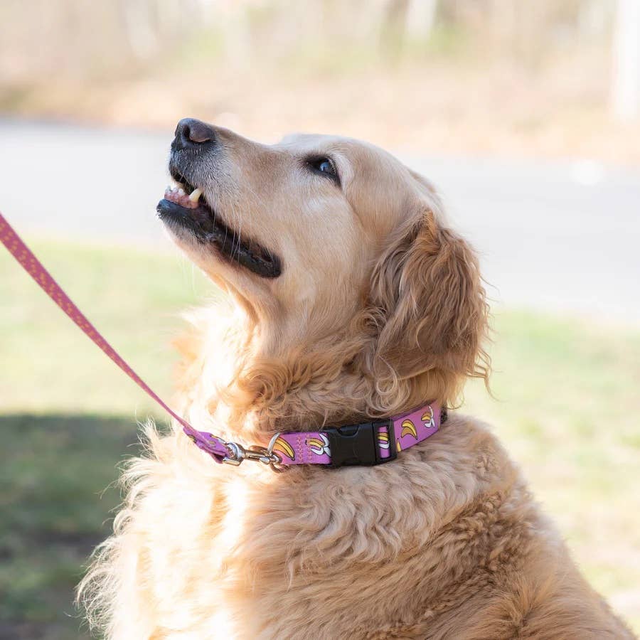 Up Country Sport Collar Go Bananas Collar: SM