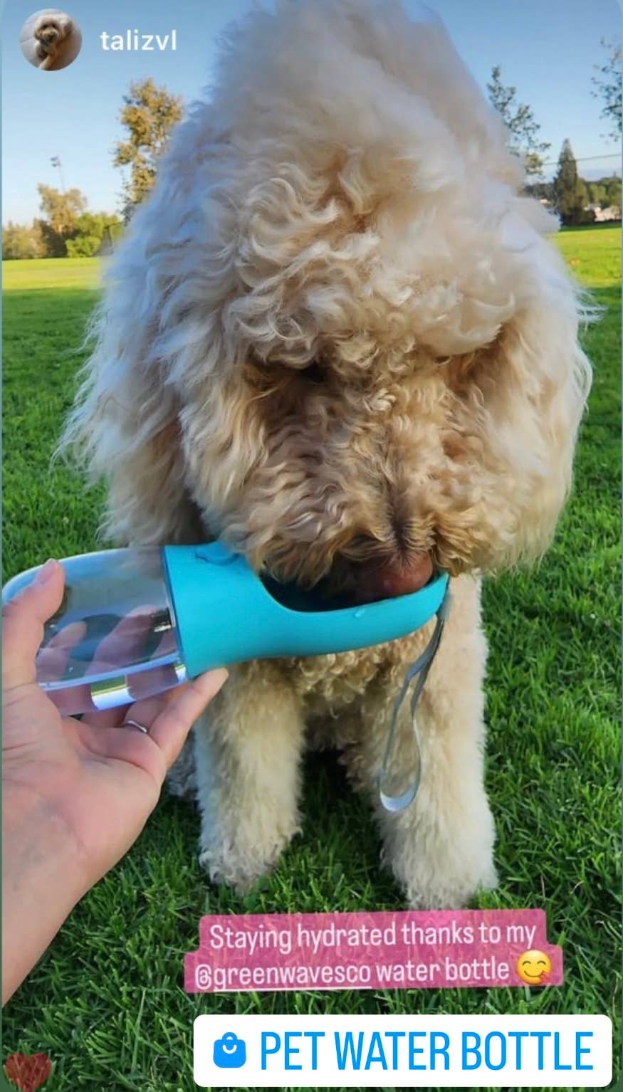 Pet Water Bottle: Turquoise