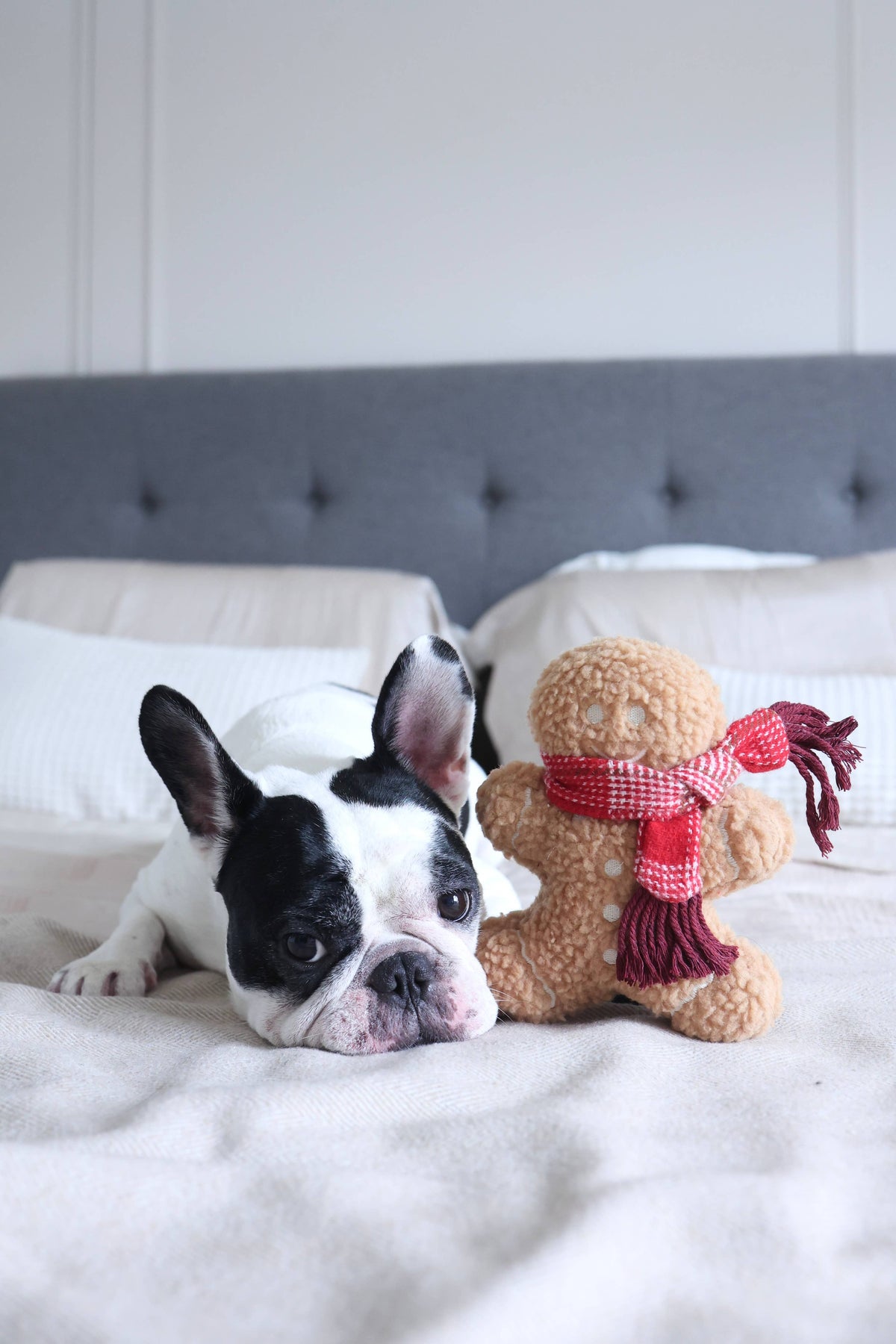 MISTER GINGERBREAD// Holiday Toy// Enrichment Dog Toy