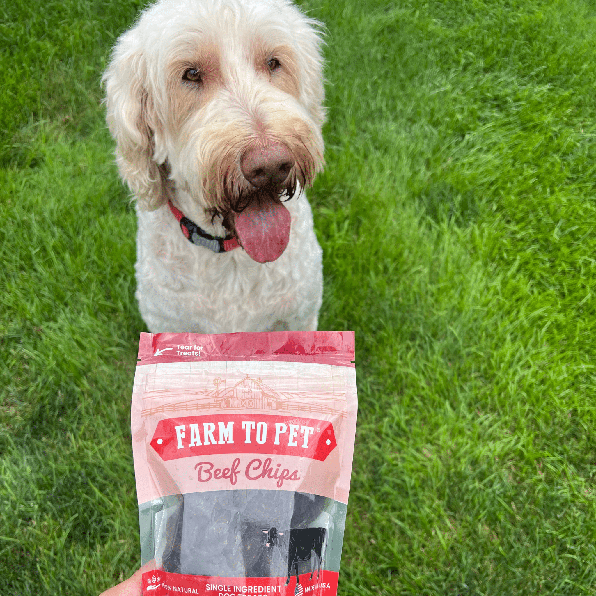 Beef Chips Dog Treats: 12oz