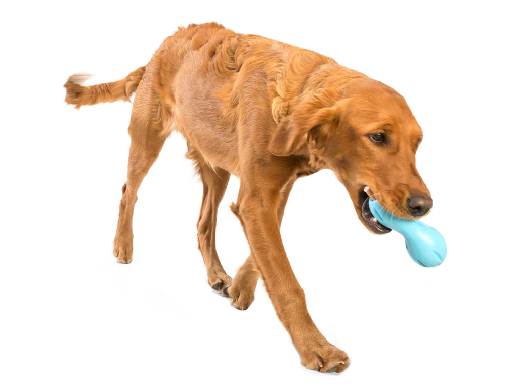 Qwizl® Dog Puzzle Treat-Dispensing Enrichment Toy: Tangerine / S